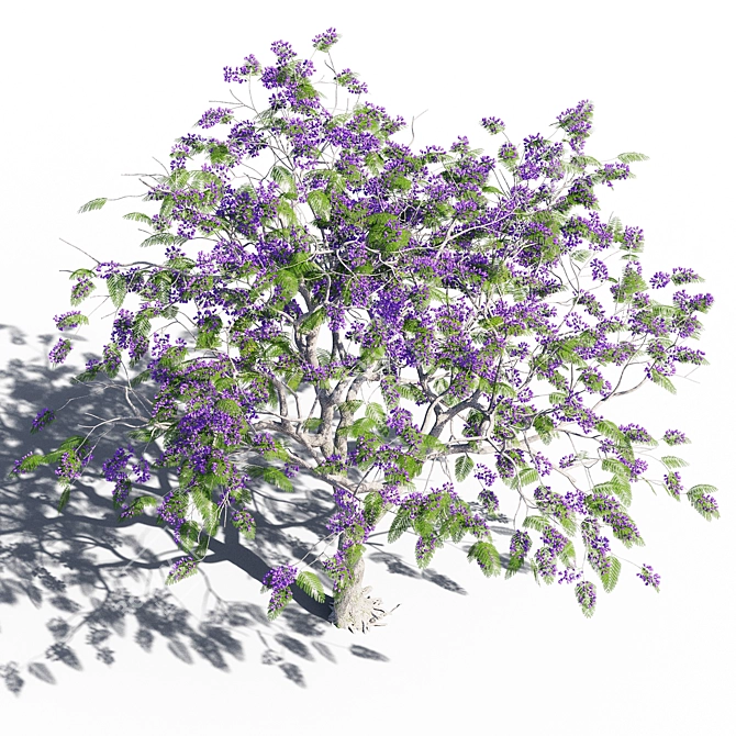 Elegant Jacaranda Mimosifolia Tree 3D model image 3