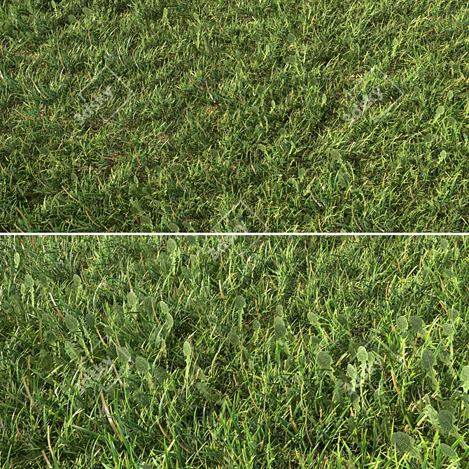 Grass Landscaping Geometry Spline 3D model image 1