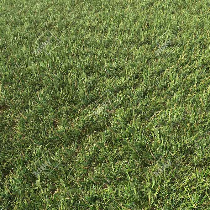 Grass Landscaping Geometry Spline 3D model image 2