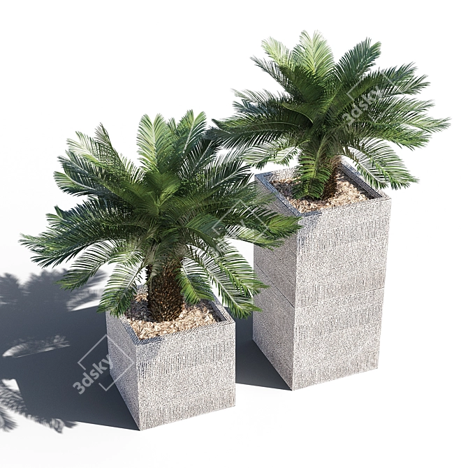 Lifelike Cycas Palm Tree 3D model image 1