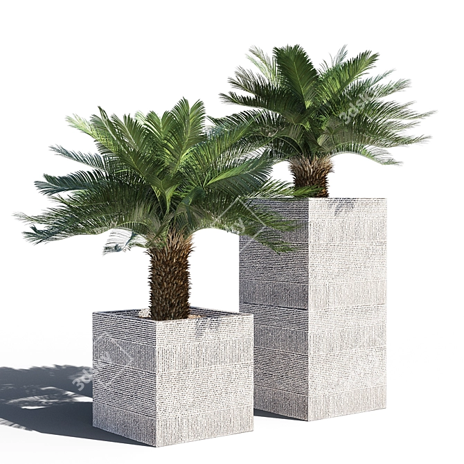 Lifelike Cycas Palm Tree 3D model image 2