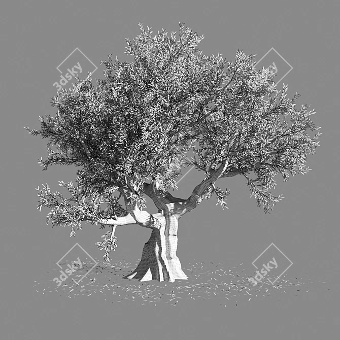 Europa Olea: Majestic Giant Olive Tree 3D model image 2