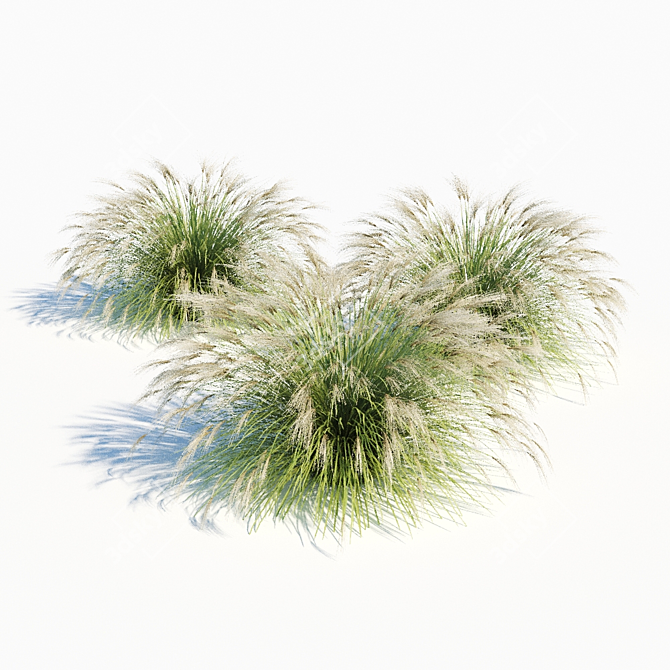 Elegant Miscanthus Sinensis Grass 3D model image 1