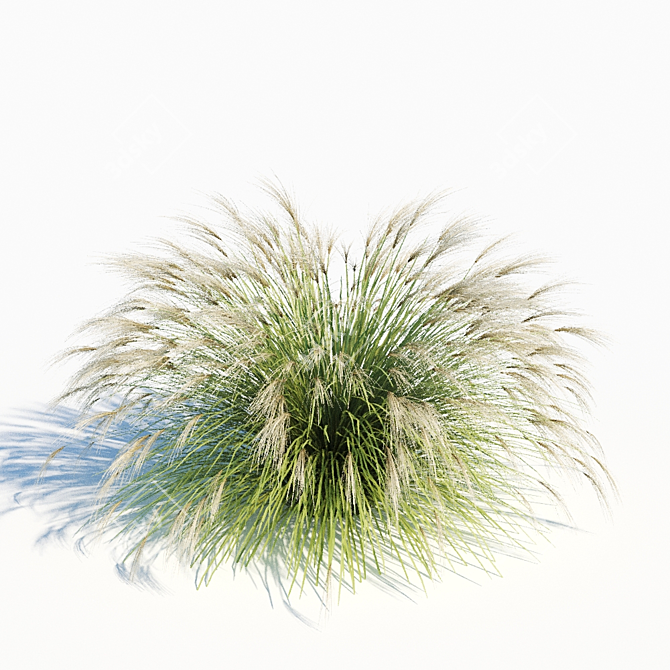 Elegant Miscanthus Sinensis Grass 3D model image 2