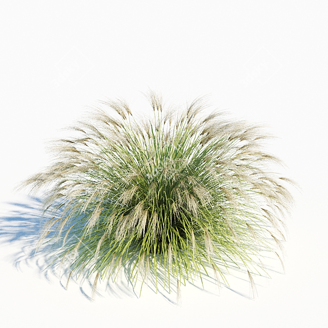 Elegant Miscanthus Sinensis Grass 3D model image 3