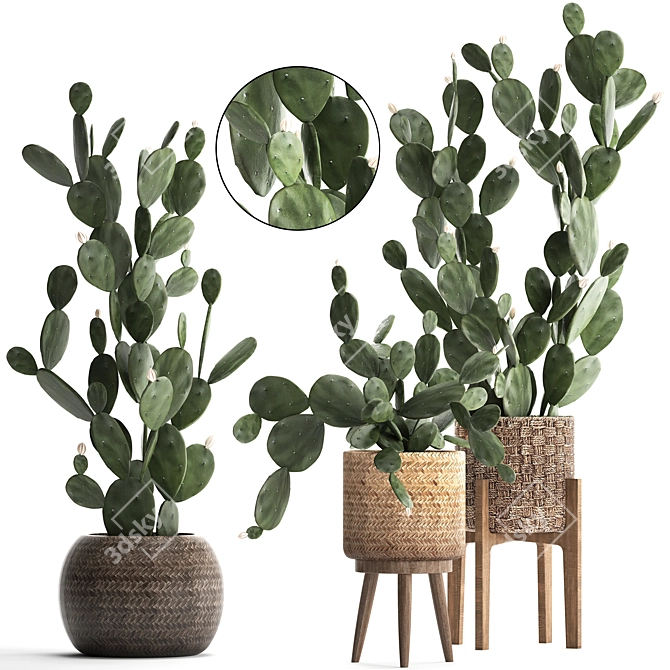 Exotic Houseplant Collection - Opuntia Microdasys 3D model image 1