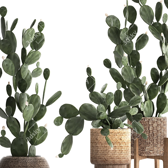Exotic Houseplant Collection - Opuntia Microdasys 3D model image 2