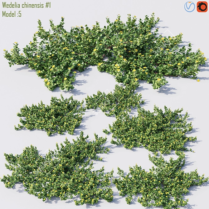 High-Quality Wedelia chinensis Model 3D model image 1