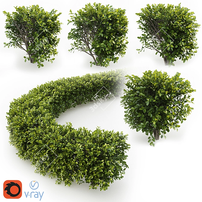 Cherry Laurel Hedge: Versatile and Realistic 3D model image 1