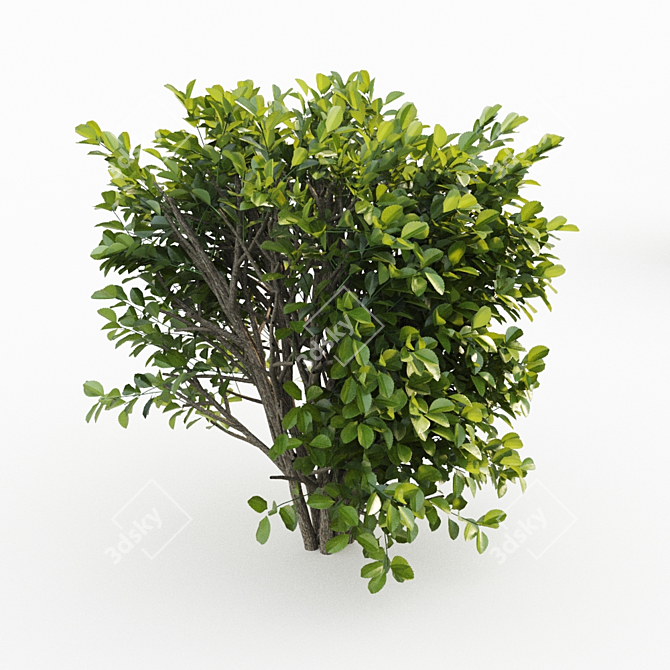 Cherry Laurel Hedge: Versatile and Realistic 3D model image 2