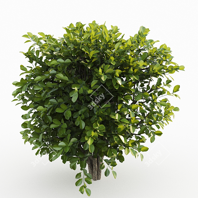 Cherry Laurel Hedge: Versatile and Realistic 3D model image 3