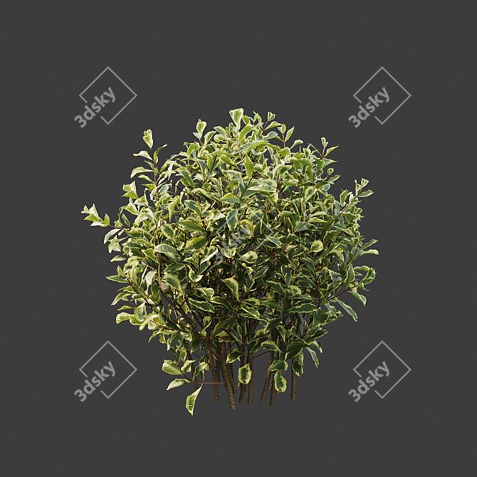 Stunning Weigela Florida Set 3D model image 2