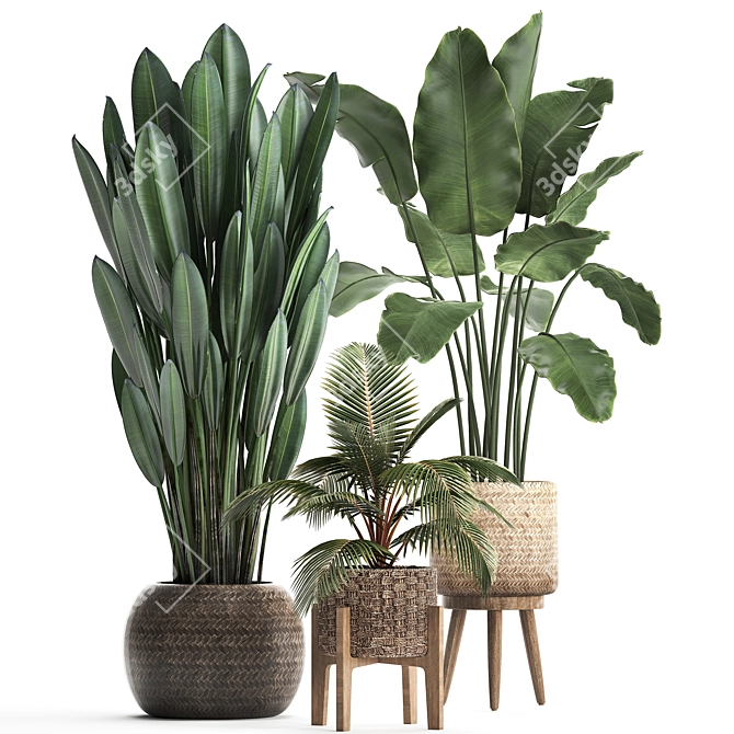 Exotic Plant Collection: Banana Palm, Ravenala, Coconut Palm 3D model image 1