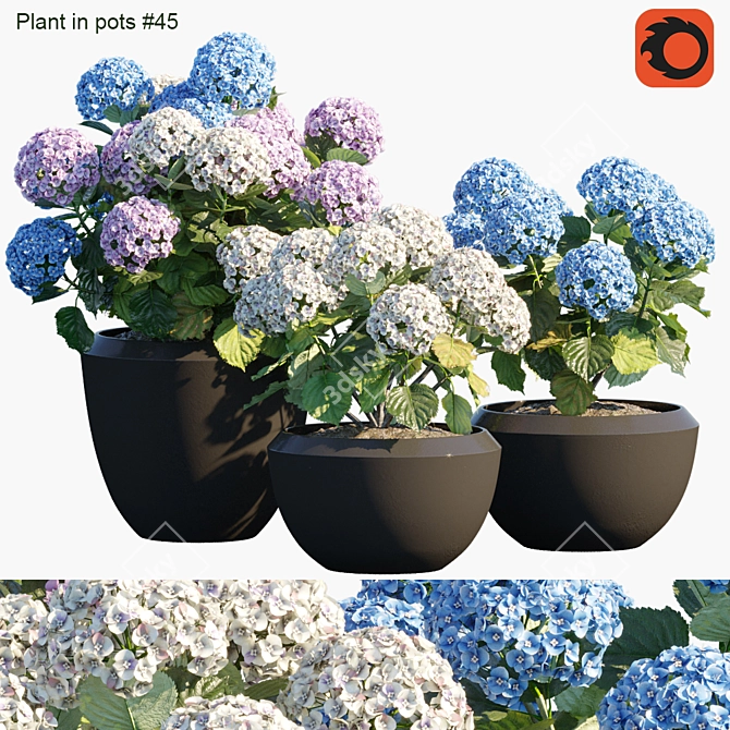 Blooming Beauty: Hydrangea in Pots 3D model image 1