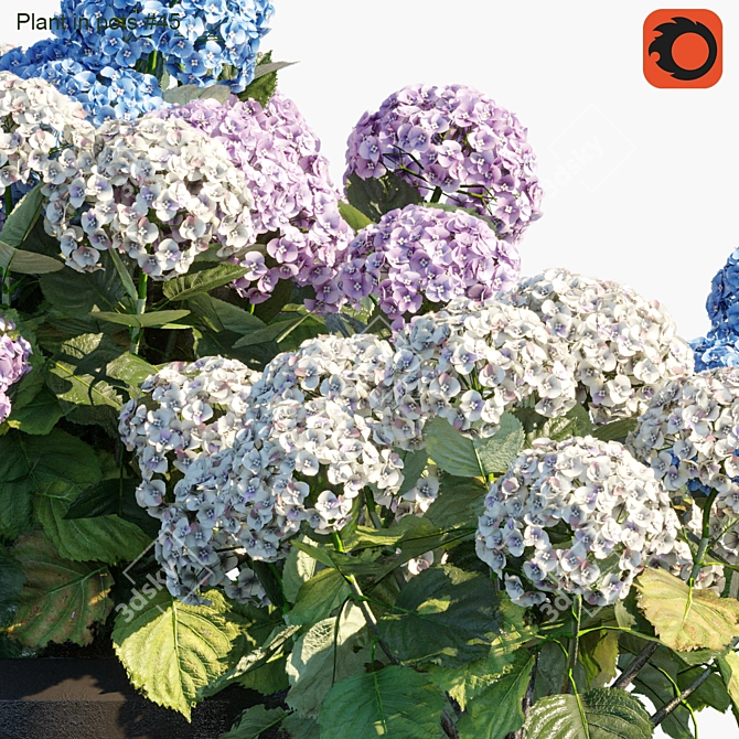 Blooming Beauty: Hydrangea in Pots 3D model image 2