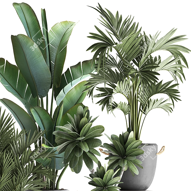 Exotic Houseplant Collection 3D model image 2