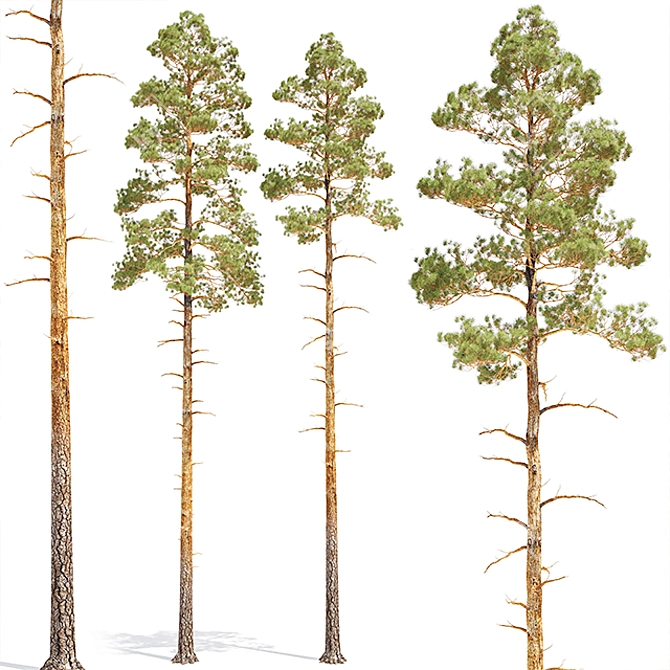 Pine 5 Low Poly Tree Bundle 3D model image 1