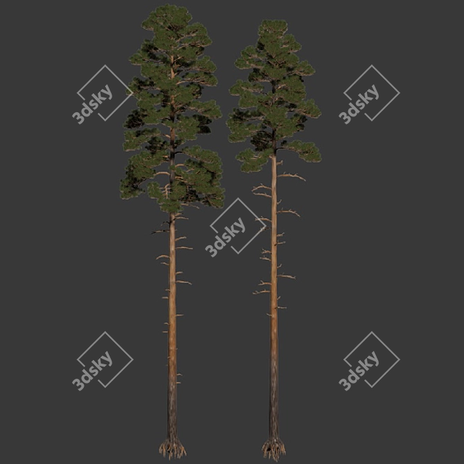 Pine 5 Low Poly Tree Bundle 3D model image 2