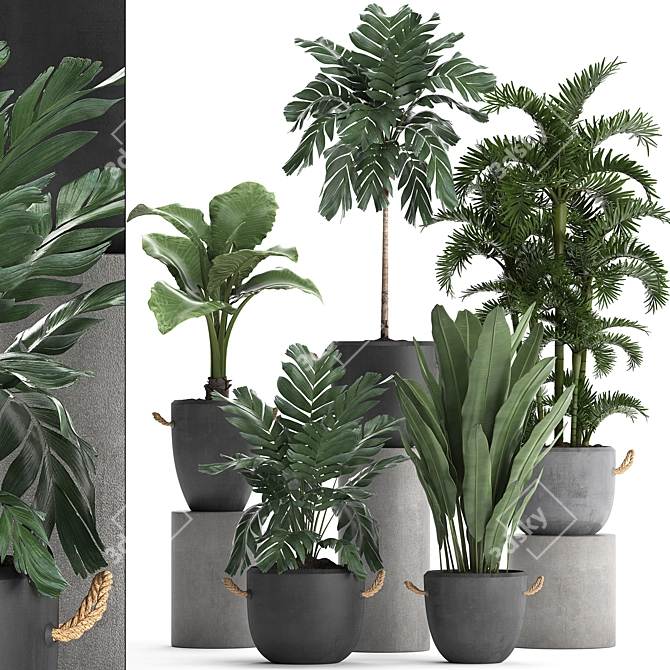 Exotic Plant Collection 3D model image 1