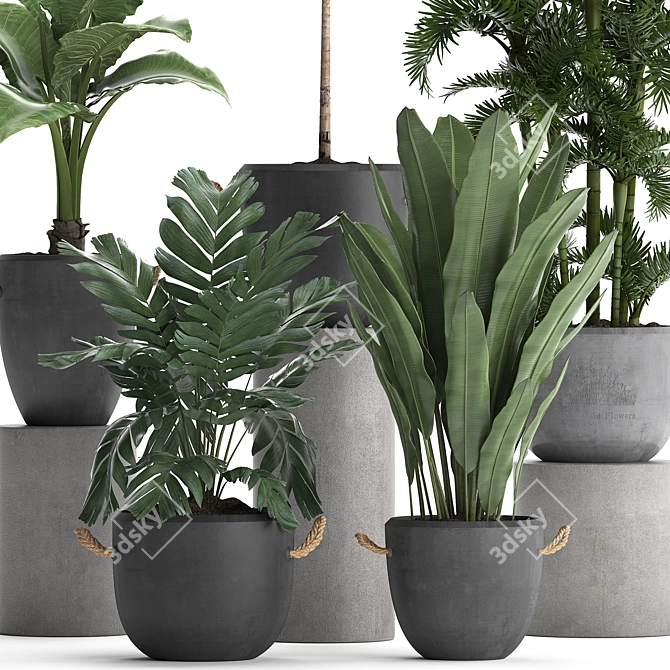 Exotic Plant Collection 3D model image 2