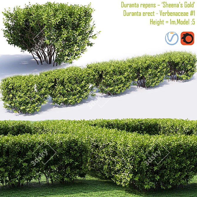 Golden Duranta - Vibrant Foliage 3D model image 1