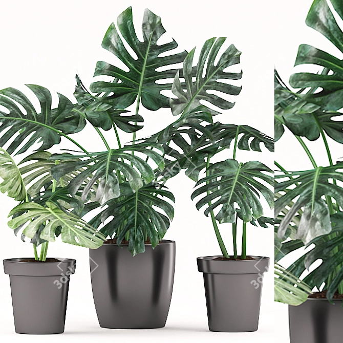 Monsterious Monstera: Plants 164 3D model image 1