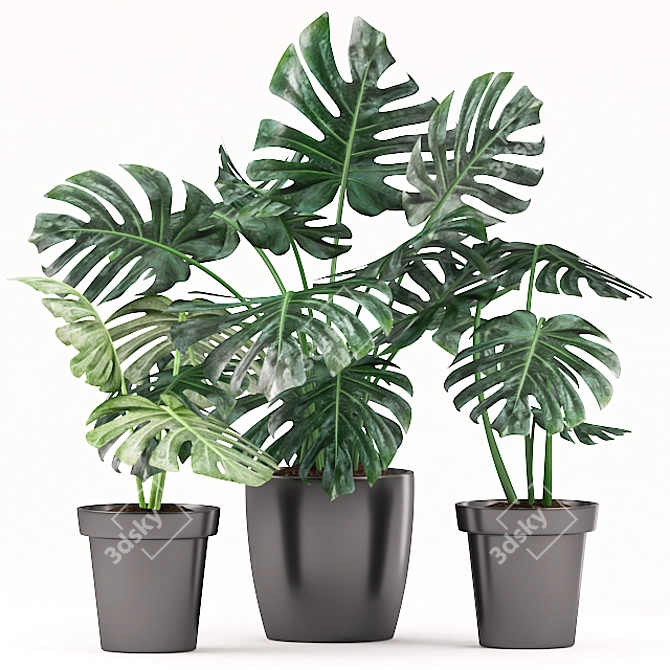 Monsterious Monstera: Plants 164 3D model image 2