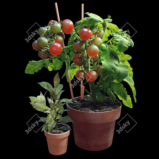  Tomato and Rosemary Plant Set 3D model image 1