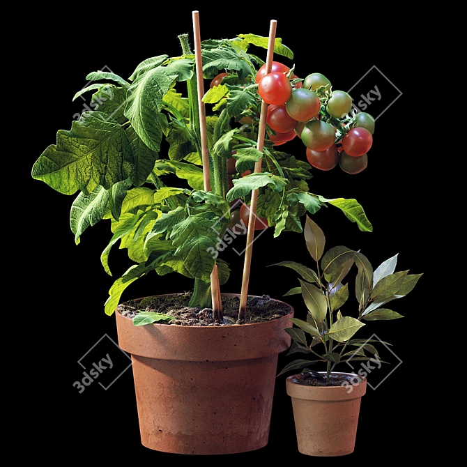  Tomato and Rosemary Plant Set 3D model image 2