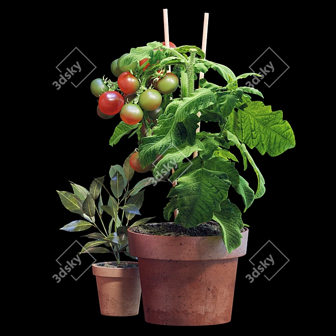  Tomato and Rosemary Plant Set 3D model image 5