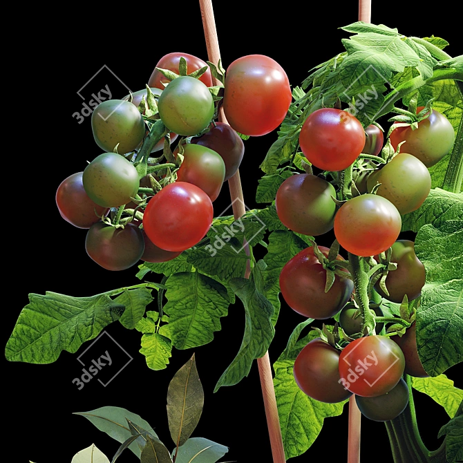  Tomato and Rosemary Plant Set 3D model image 6