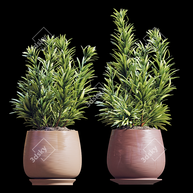 Rosemary Plant Set 3D model image 1