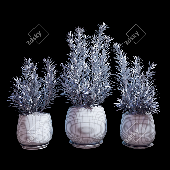 Rosemary Plant Set 3D model image 2