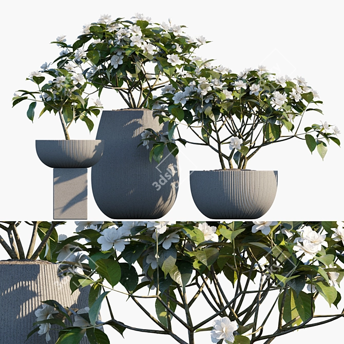 Fragrant Gardenia in Pots 3D model image 1