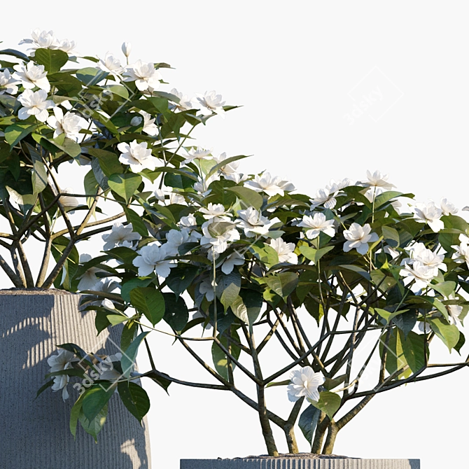 Fragrant Gardenia in Pots 3D model image 2