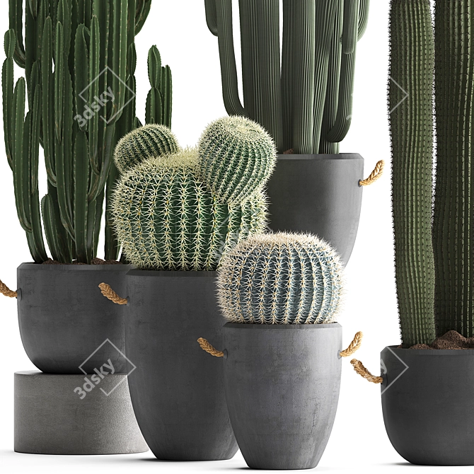 Exotic Cactus Collection - 411 Varieties 3D model image 2