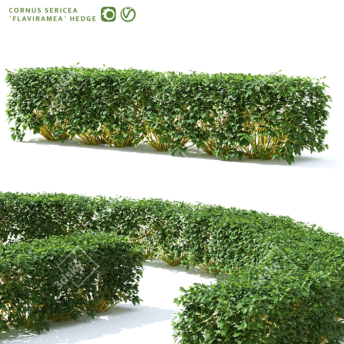 Golden Hedge | Cornus sericea `Flaviramea` 3D model image 1