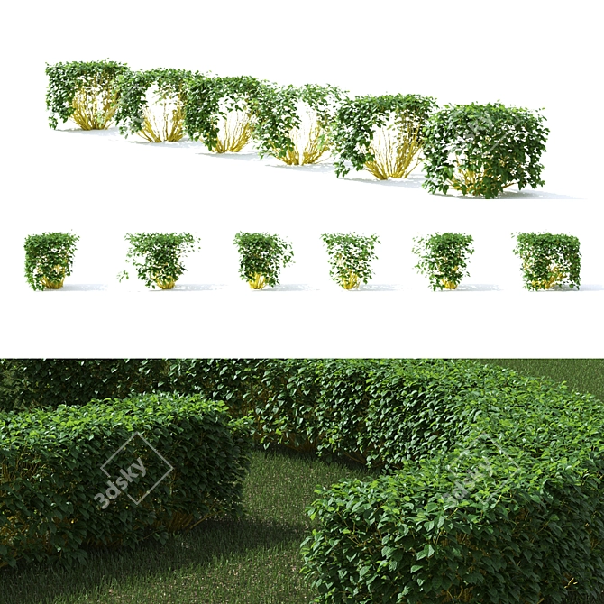 Golden Hedge | Cornus sericea `Flaviramea` 3D model image 3