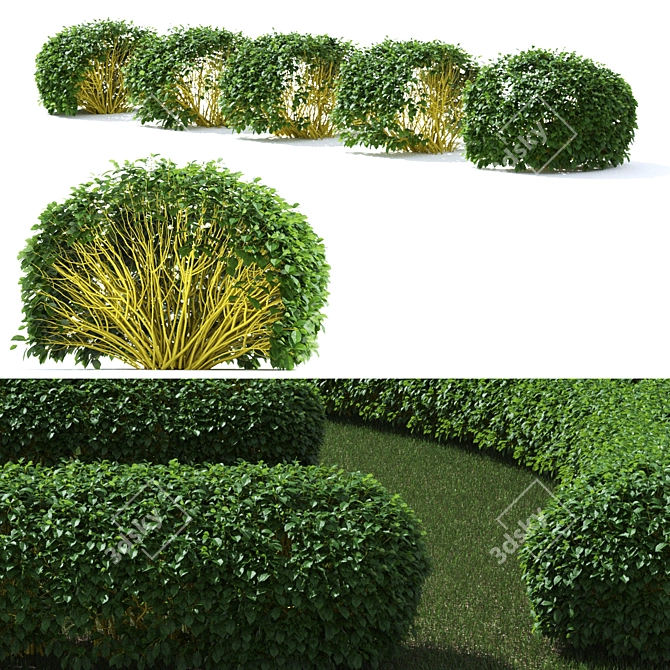 Flaviramea Cornus Sericea Hedge 3D model image 3