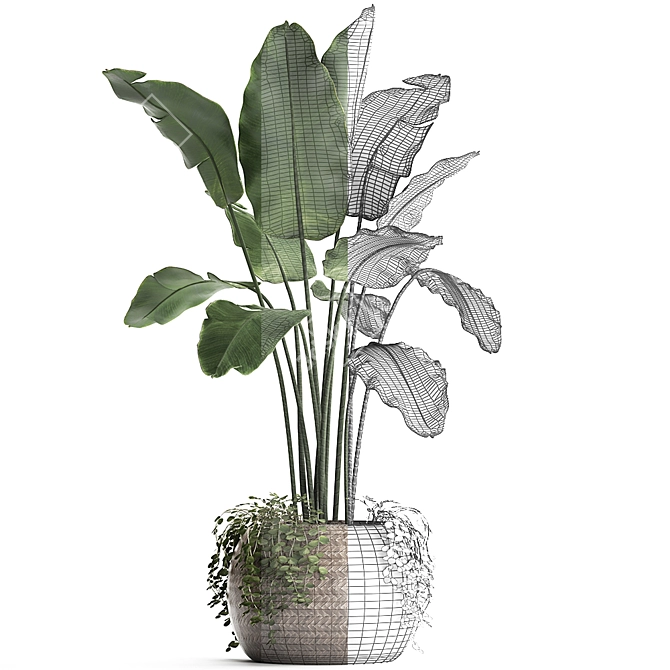 Exotic Banana Palm in Rattan Basket 3D model image 3