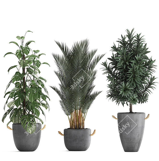 Exotic Indoor Plant Collection 3D model image 2