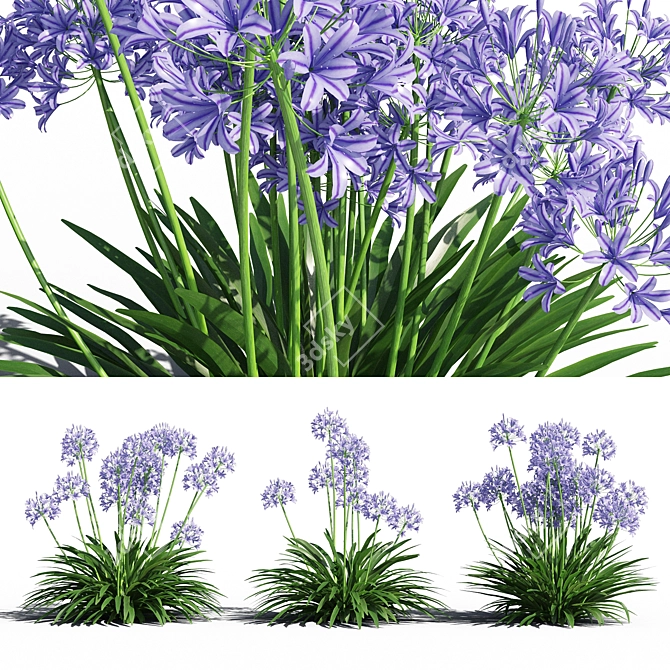 Exquisite Agapanthus Blooms 3D model image 1