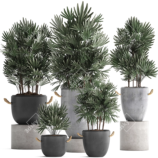 Exotic Raphis Palm Plant Collection 3D model image 1