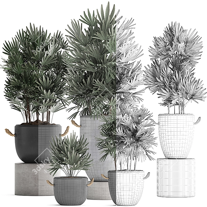 Exotic Raphis Palm Plant Collection 3D model image 3