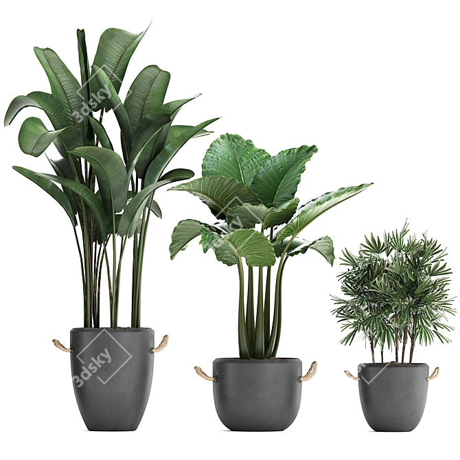 Exotic Plant Collection: Raphis Palm, Banana Palm, Ravenala - 3D Max 3D model image 2