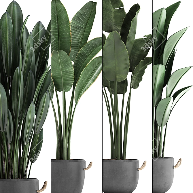 Exotic Plant Collection: Banana Palm & Ravenala 3D model image 2