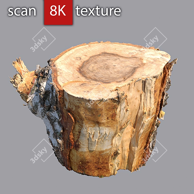 Detailed Stump 3D Model 3D model image 1