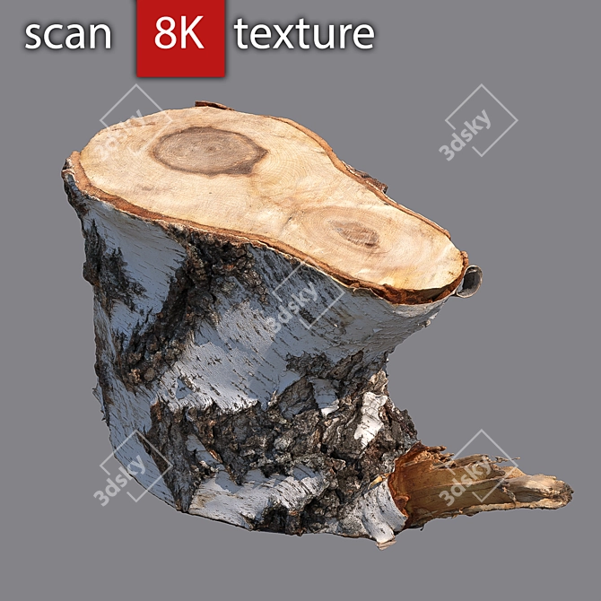 Stump 3 - Detailed Photogrammetry Model 3D model image 2