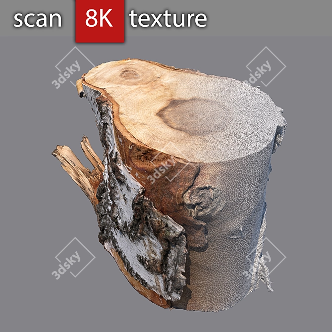 Stump 3 - Detailed Photogrammetry Model 3D model image 3