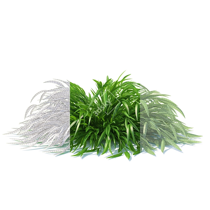 Honehloa Japanese Grass: Realistic Hakonechloa Macra Naomi 3D model image 2